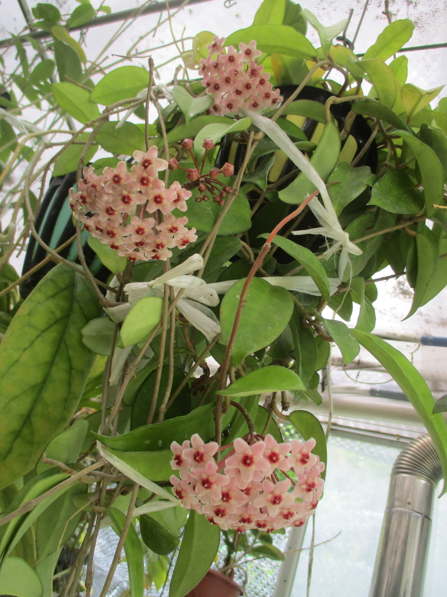 ホヤの花 2026-1 カルノーサ - まつこの庭