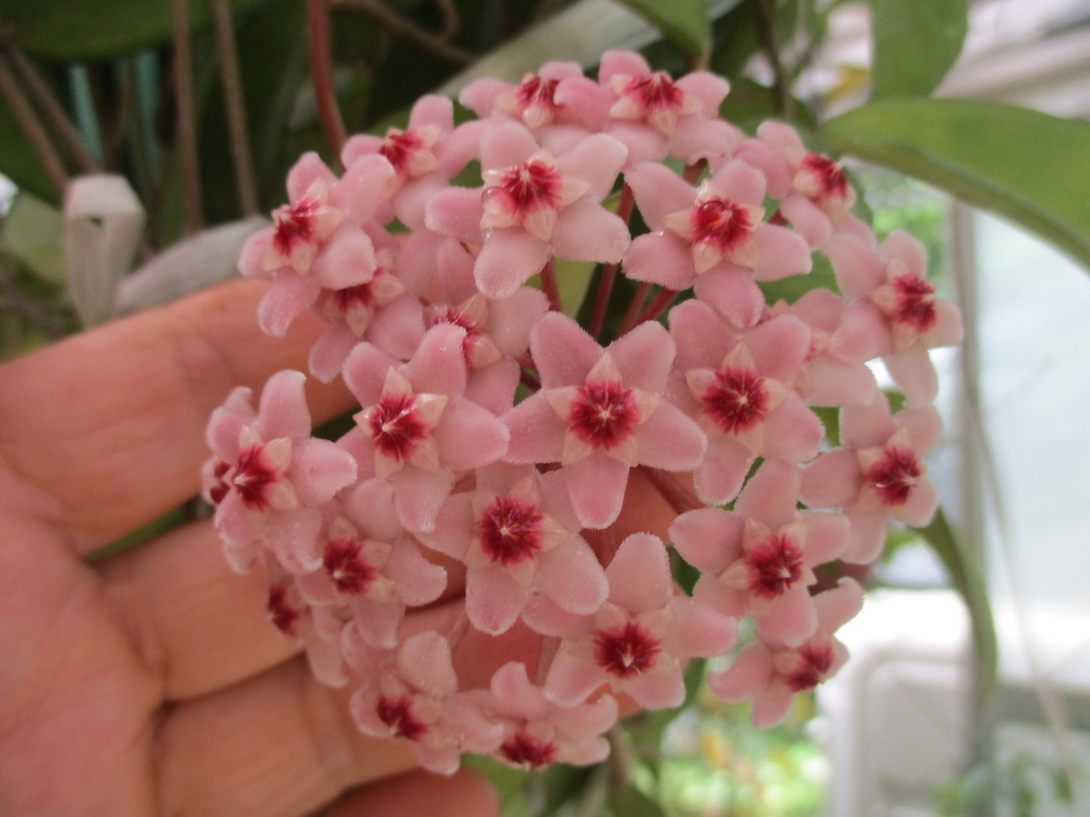 ホヤの花 2026-1 カルノーサ - まつこの庭