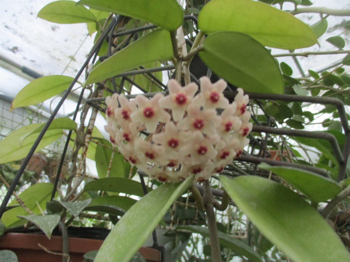 ホヤの花 2026-1 カルノーサ - まつこの庭