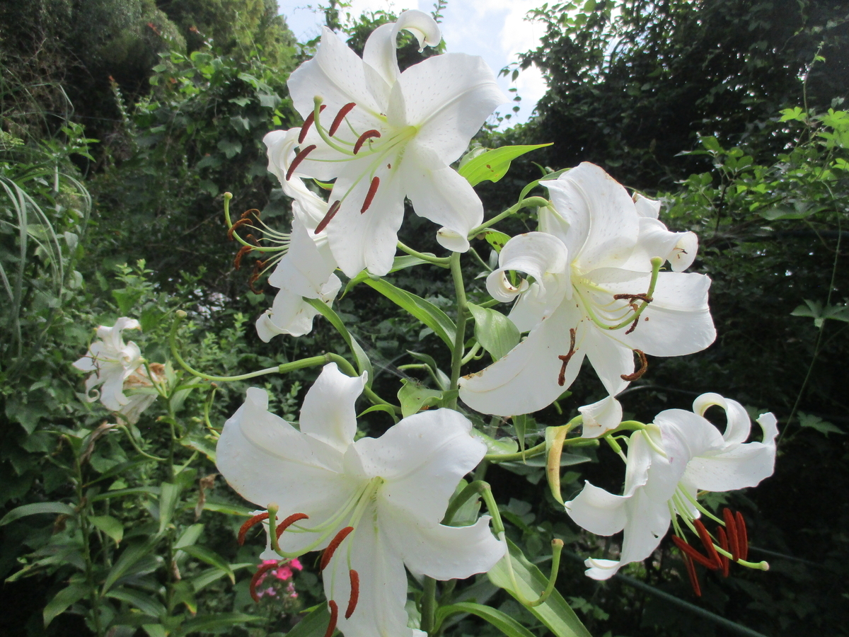 夏の花 5 カサブランカ - まつこの庭