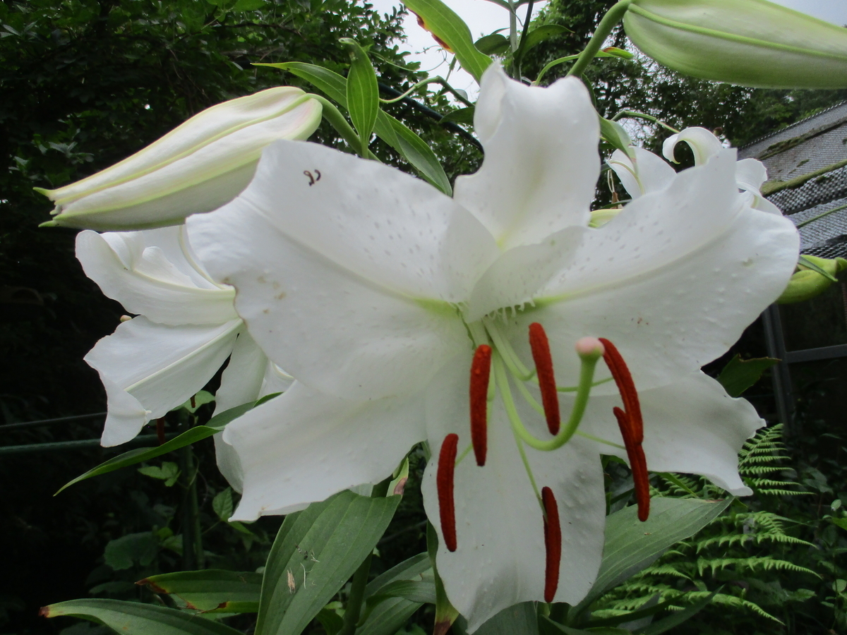 カサブランカ様 夏の花 5 カサブランカ - まつこの庭