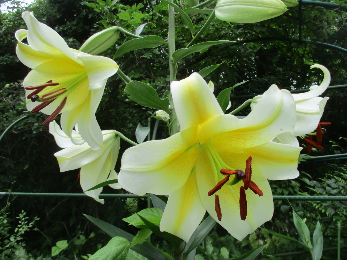 夏の花 5 カサブランカ - まつこの庭