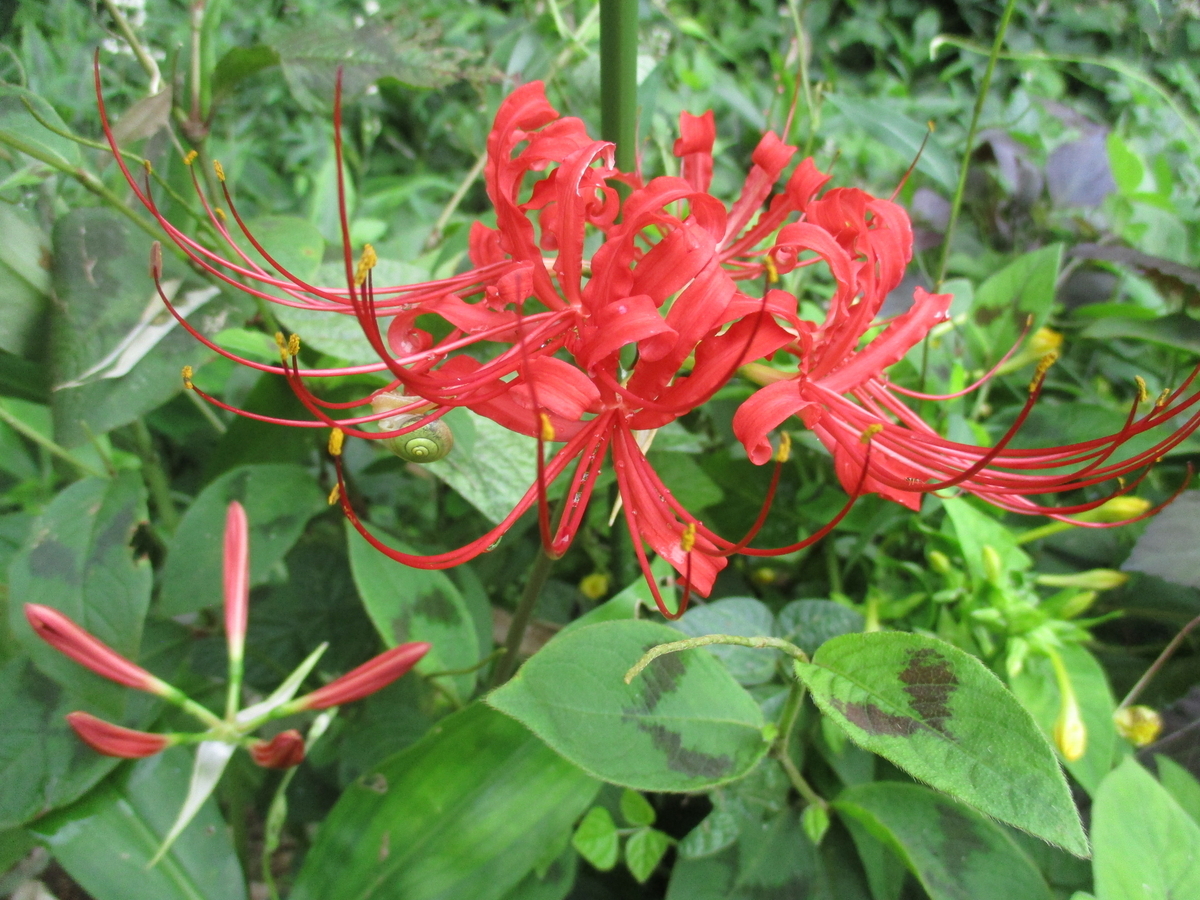 葉 見 ず 花見 ず