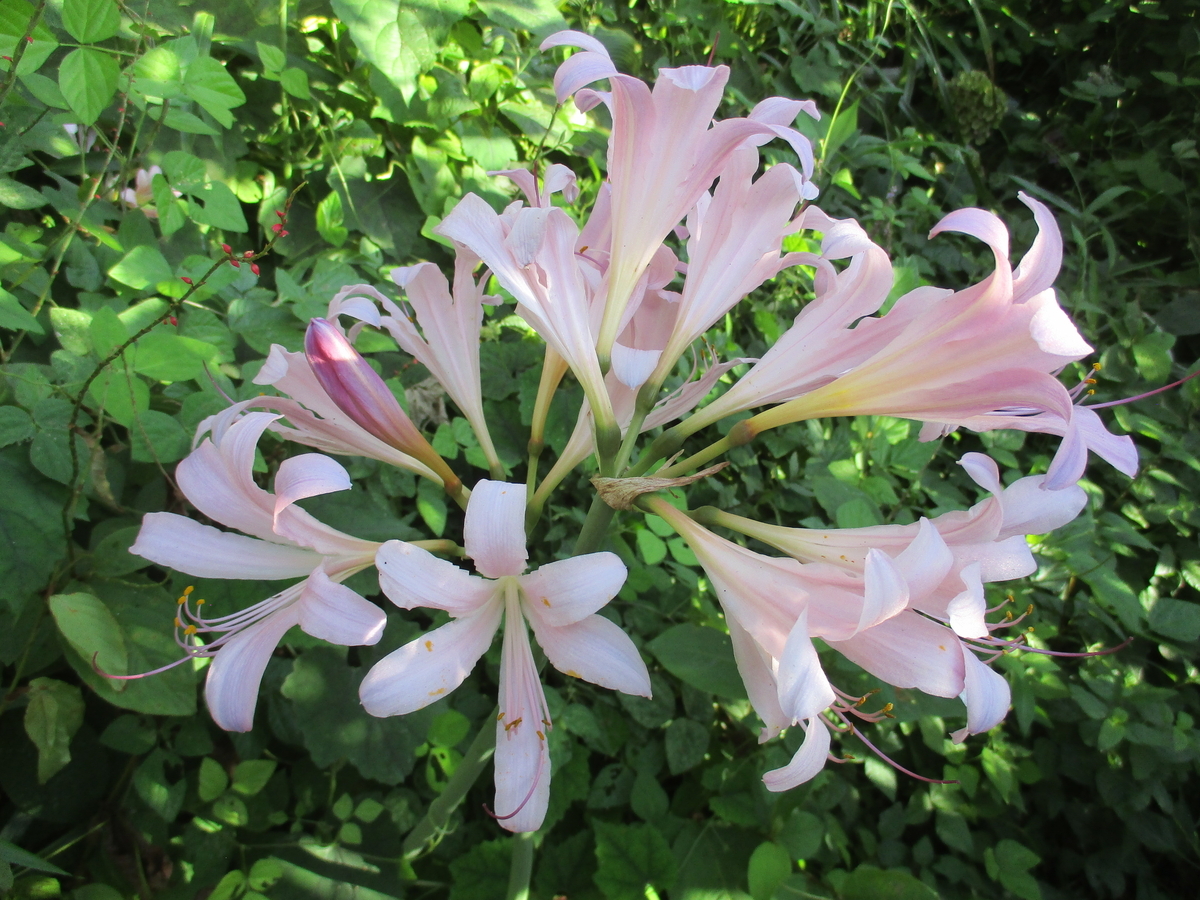 葉 見 ず 花見 ず(02)