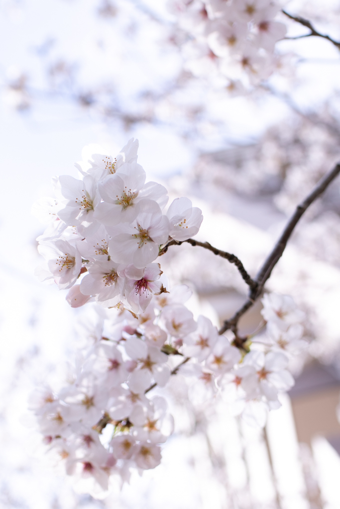 f:id:mywk6:20210328114125j:plain