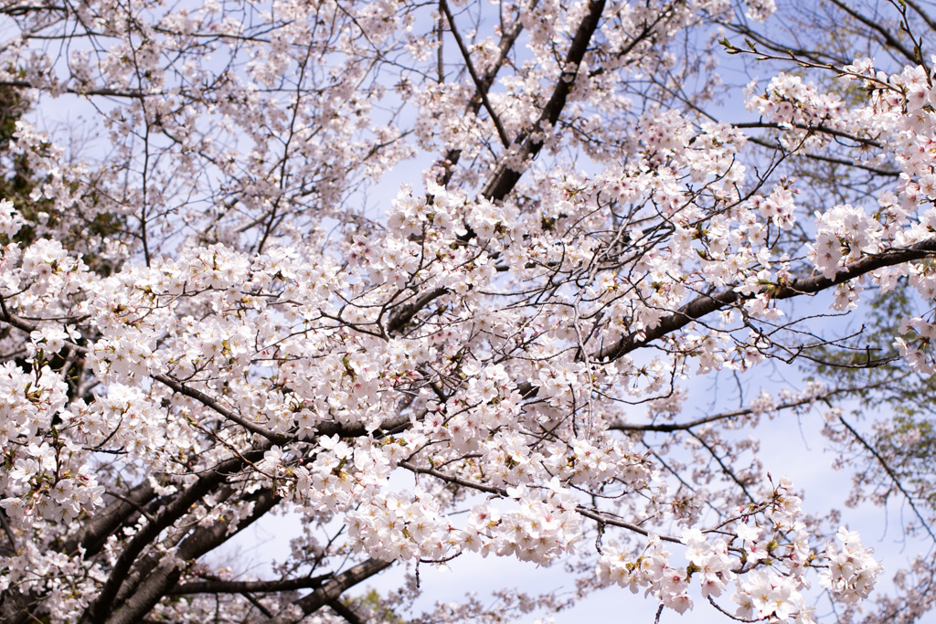 f:id:mywk6:20210328114254j:plain