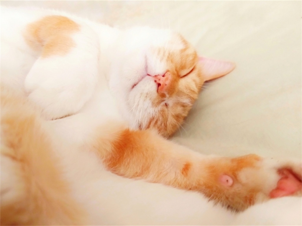 f:id:myyoghurt:20190726150338j:image