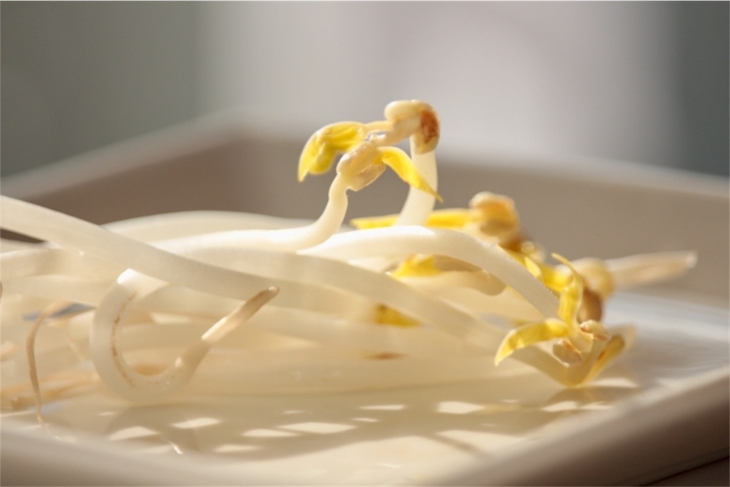 f:id:myyoghurt:20190805150005j:image
