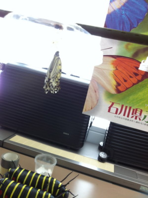 f:id:mzee:20121118125408j:image