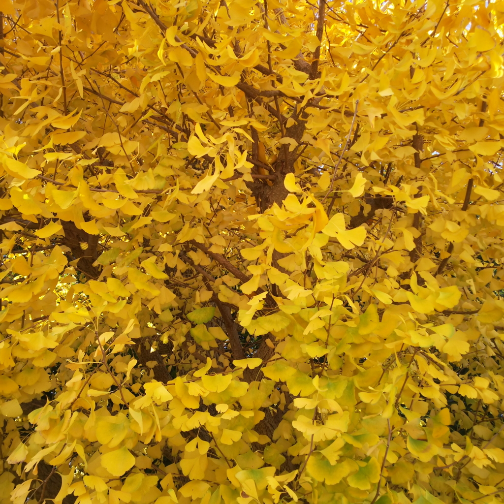 f:id:mzo:20161127110543j:plain f:id:mzo:20161127110543j:plain