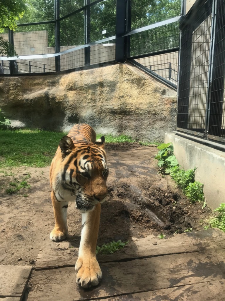 f:id:mzp:20170614102301j:plain f:id:mzp:20170614102301j:plain