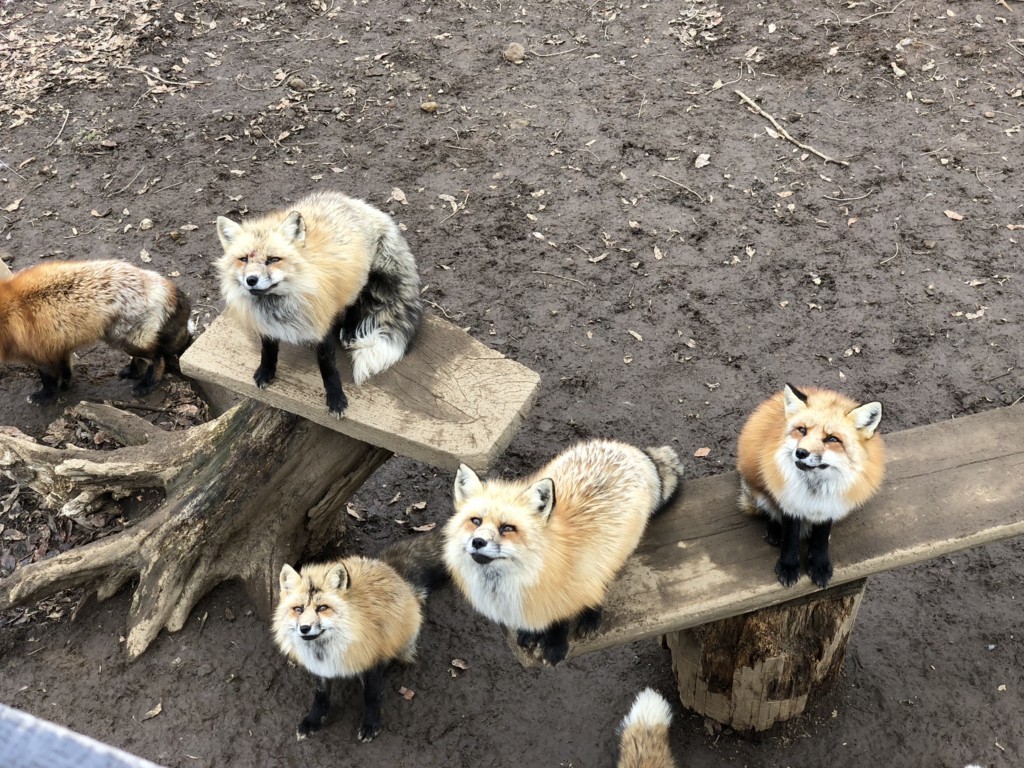 f:id:mzp:20180319011528j:plain