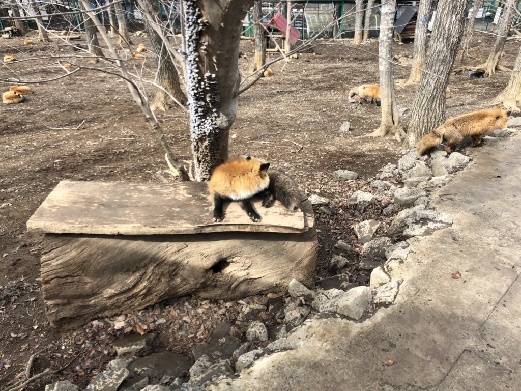 f:id:mzp:20180319013052j:plain