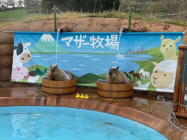 f:id:mzp:20191124152854j:plain