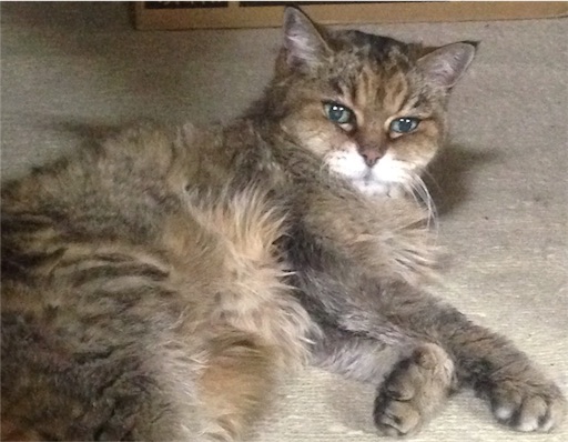 f:id:n-a-creation:20170930210503j:image