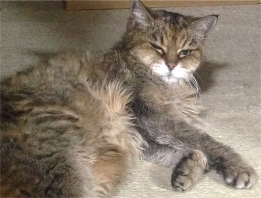 f:id:n-a-creation:20170930210731j:image