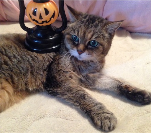 f:id:n-a-creation:20171028164415j:image