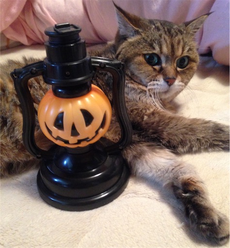 f:id:n-a-creation:20171028164539j:image