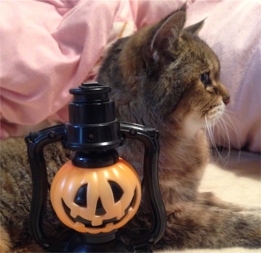 f:id:n-a-creation:20171028164711j:image