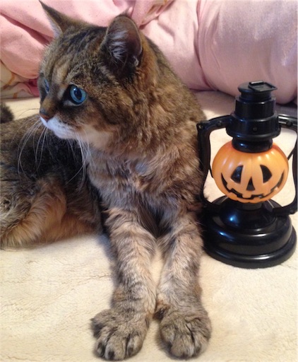 f:id:n-a-creation:20171028165204j:image