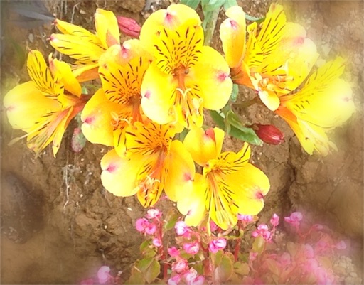 f:id:n-a-creation:20190120163557j:image