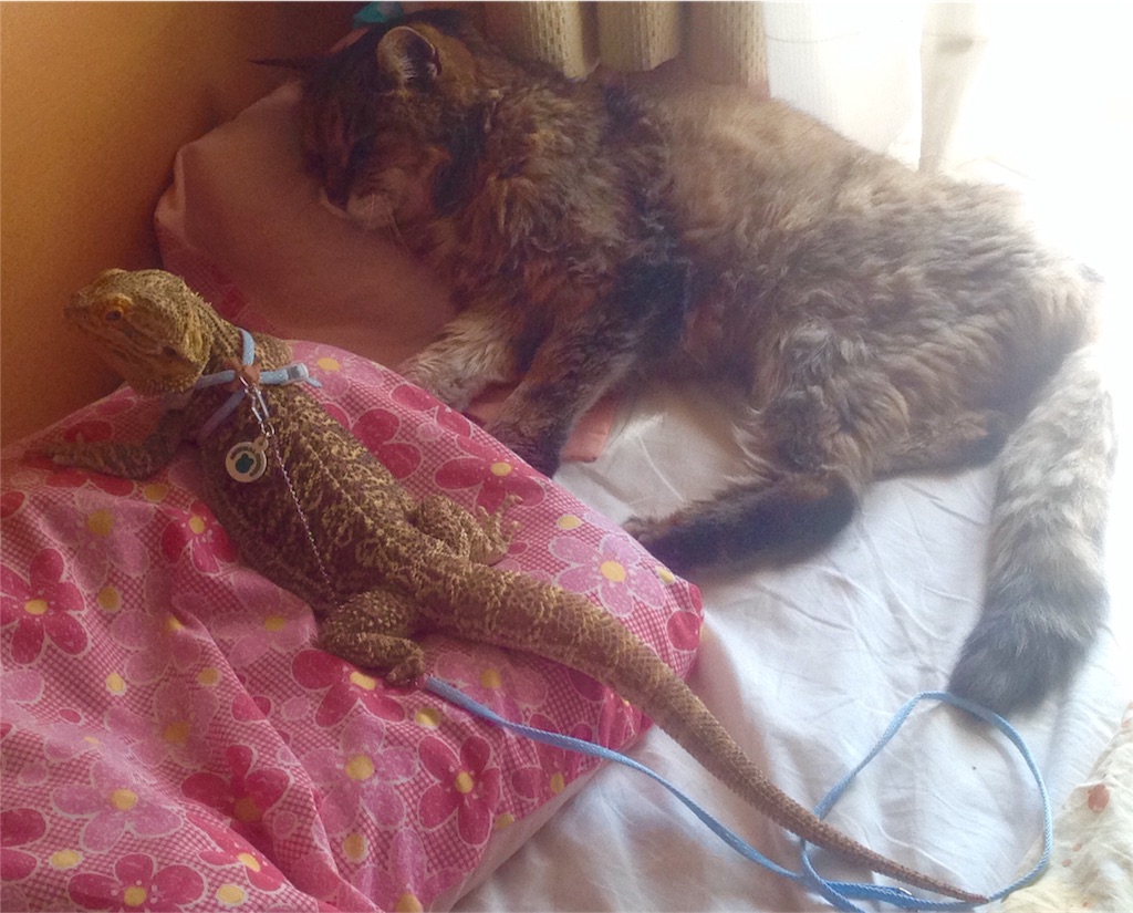 f:id:n-a-creation:20190902164511j:image