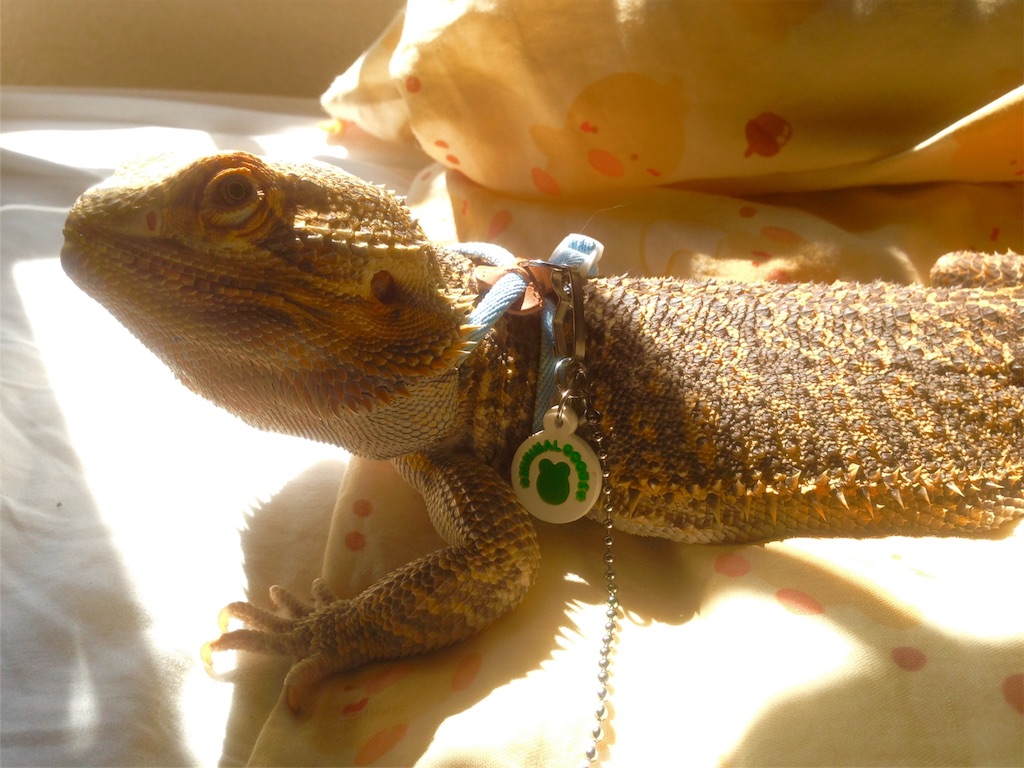 f:id:n-a-creation:20190902164839j:image