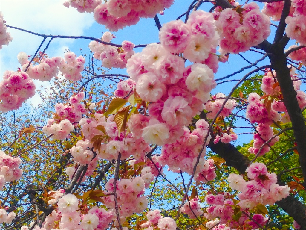 桜３