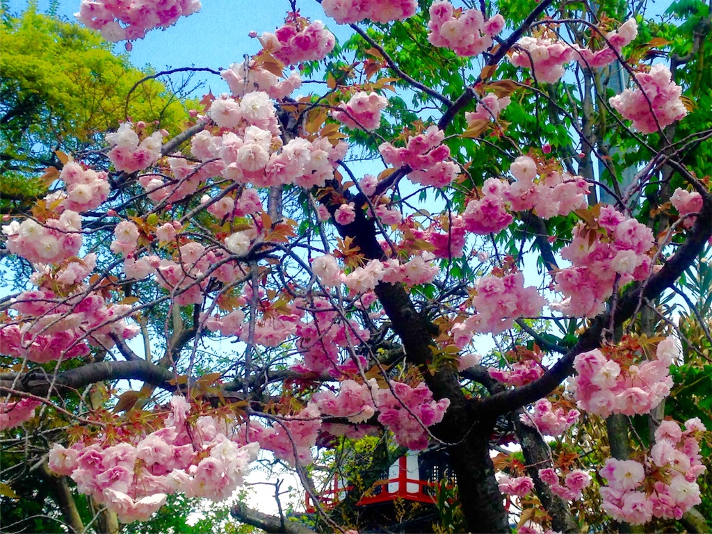 桜２