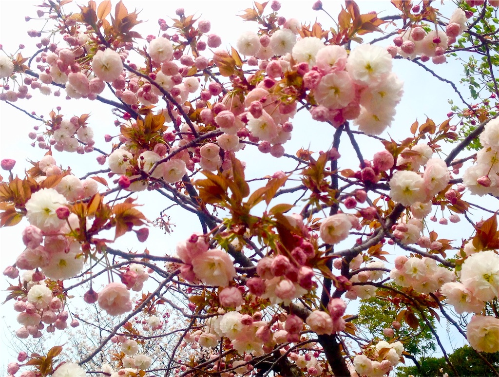 桜４