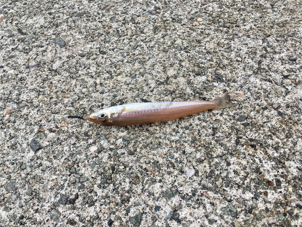 キス釣り開幕 信州発あっちこっちどっち