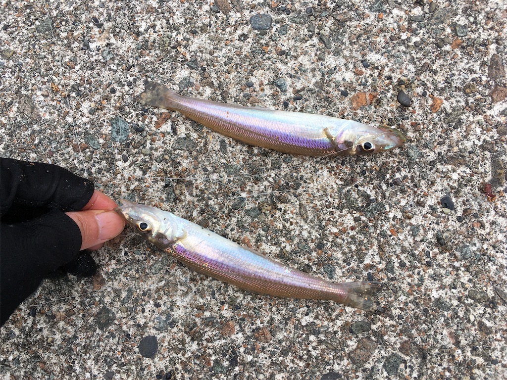キス釣り開幕 信州発あっちこっちどっち