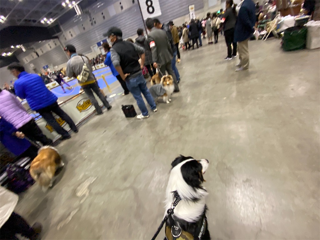 f:id:n-dogs:20200209131844j:image f:id:n-dogs:20200209131844j:image