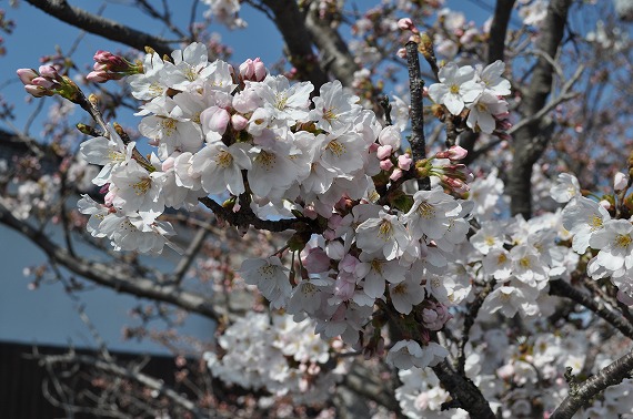 f:id:n-ikemura:20120404160000j:image