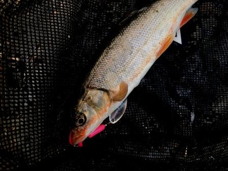 婚姻色の謎 秋なのに婚姻色の出たウグイが釣れるって どういうこと Uguing Life