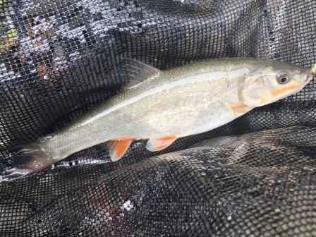 婚姻色の謎 秋なのに婚姻色の出たウグイが釣れるって どういうこと Uguing Life