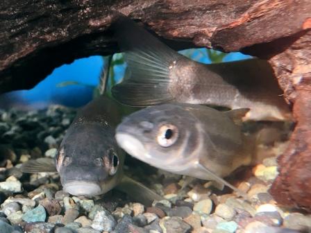 ウグイ飼育 水槽内の水質を安定させるために出来る4つの対策 Uguing Life