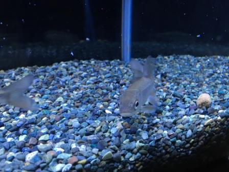 水槽飼育下のウグイに釣り用練り餌をあげてみた Uguing Life 水槽飼育下のウグイに釣り用練り餌をあげてみた Uguing Life