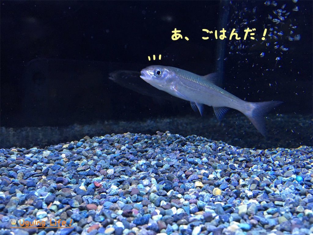 f:id:n-m-c-9311:20190114073844j:image