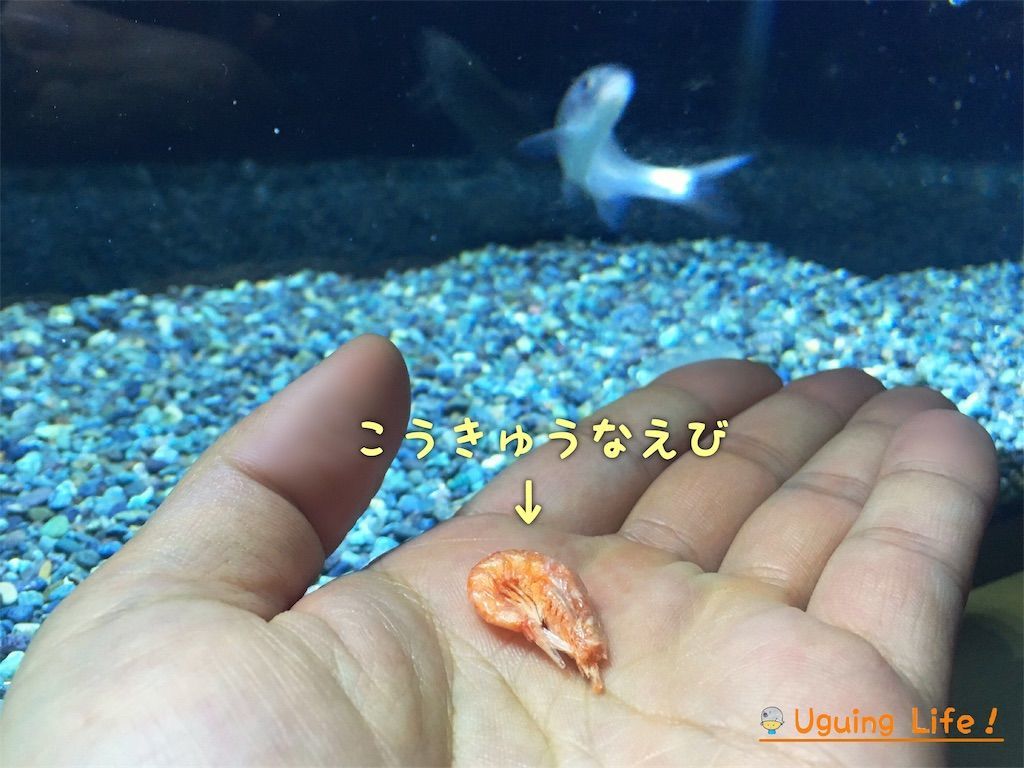 f:id:n-m-c-9311:20190115230758j:image