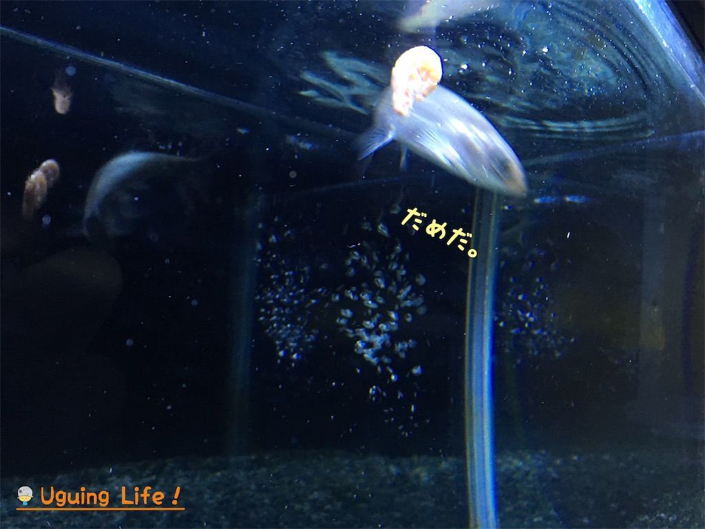 f:id:n-m-c-9311:20190115230913j:image
