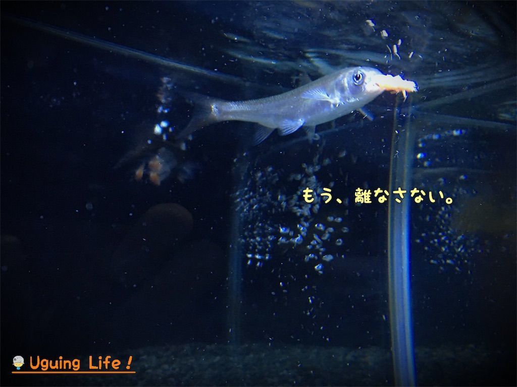 f:id:n-m-c-9311:20190115230917j:image