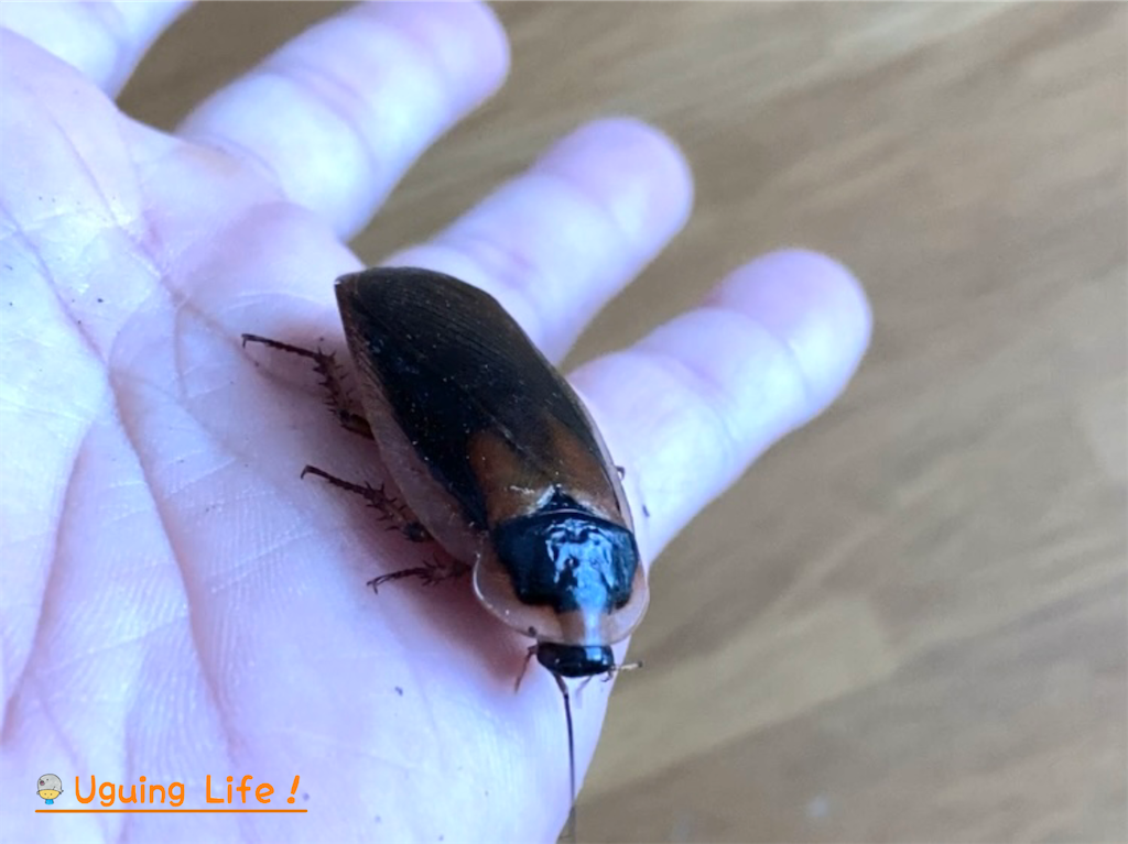 f:id:n-m-c-9311:20251018162436p:image f:id:n-m-c-9311:20251018162436p:image