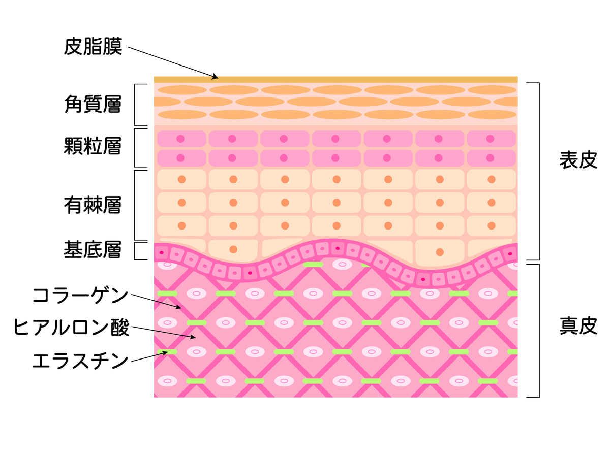 f:id:n-yamaguchi469:20200308172929j:plain f:id:n-yamaguchi469:20200308172929j:plain