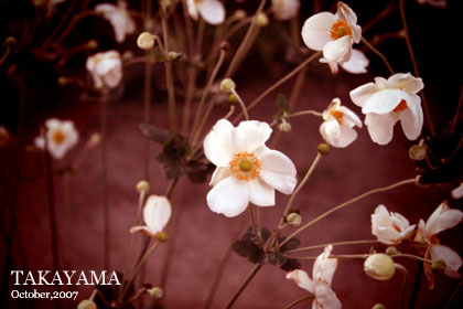 f:id:n0309:20081012230623j:image