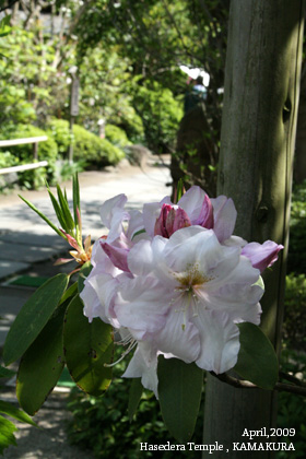 f:id:n0309:20090502020324j:image