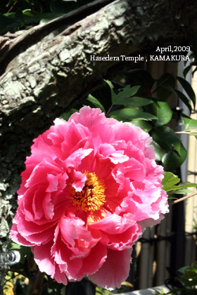 f:id:n0309:20090502020325j:image