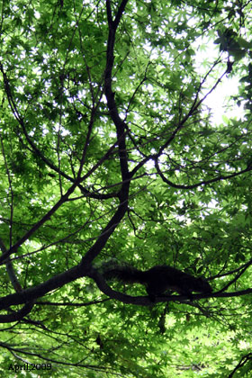 f:id:n0309:20090502020333j:image