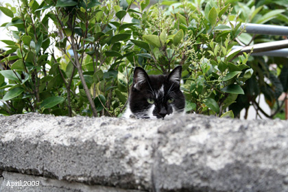 f:id:n0309:20090502021321j:image