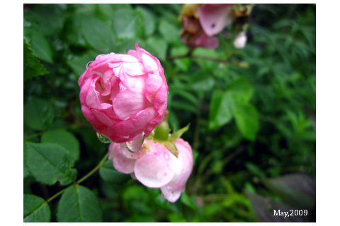 f:id:n0309:20090609215754j:image
